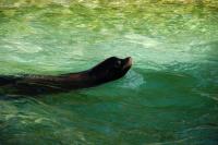 Imagine atasata: Zoo Berlin 0489.JPG